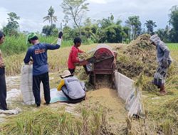 Gabah Gapoktan,”Mantep Desa Tegal Pasir Kecamatan Jambisari Ditolak Bulog, Terpaksa Jual ke Tengkulak dengan Harga Murah