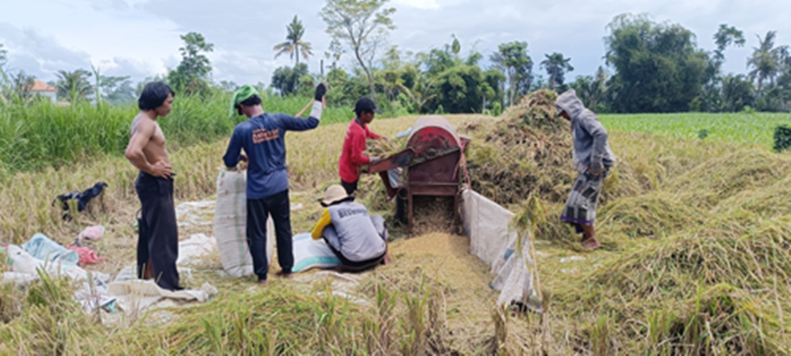 Gapoktan Desa Tegal Pasir sedang panen gabah banyak merugi
